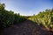 Shrub of blueberries, bushes with future berries against the blue sky. Farm with berries