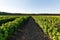 Shrub of blueberries, bushes with future berries against the blue sky. Farm with berries