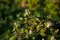 Shrub of blueberries, bushes with future berries against the blue sky. Farm with berries