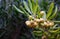 Shrub branch of Pittosporum tobira with fruits and seeds. Close up soft focus. Horizontal photo