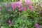 Shrub branches with pink flowers. Nature background