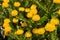 Shrub of bright yellow Protea pincushion flowers and leaves