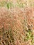 Shrub of brown dead flowers outside in country