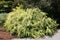 Shrub Bush with Exotic Creeping Leaves