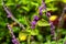 Shrub Callicarpa Lamiaceae with purple berries. Close-up. With selective focus.