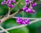 Shrub Callicarpa with purple berries