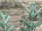 Shrub calotropis gigantea plant images and it hosts butterfly and many insect