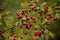 Shrub of crataegus monogyna. hawthorn during ripening. natural medicinal plant