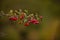 Shrub of crataegus monogyna. Hawthorn during ripening. Natural medicinal plant