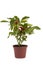 Shrub decorative pepper Kapsicum