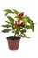 Shrub decorative pepper Kapsicum