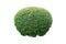 Shrub of Eukien tea sphere for garden decoration isolated on a white background.