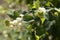 Shrub flowers