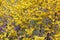 Shrub Forsythia, background