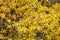 Shrub Forsythia, background