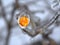 Shrub fruit encased in ice after an ice storm