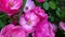 Shrub garden rose close-up. Blooming garden plants, natural background