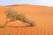 A shrub growing on a hot dry desert landscape. Plant survival and adaptation.