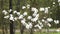 Shrub with large magnolia flowers