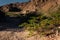 Shrub of Larrea Divaricata, locally known as Jarilla, in Uspallata Valley, province of Mendoza, Argentina