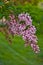 Shrub lilac, spring blooming panicles of pink lilac.