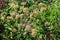 Shrub with many delicate white flowers of Viburnum carlesii plant commonly known as arrowwood or Korean spice viburnum in a garden