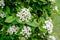 Shrub with many delicate white flowers of Viburnum carlesii plant commonly known as arrowwood or Korean spice viburnum in a garden