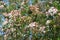 Shrub with many delicate white flowers of Viburnum carlesii plant commonly known as arrowwood or Korean spice viburnum in a garden