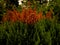 a shrub with many small leaves and large brown leaves, in the foreground a