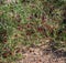 Shrub Nitraria sibirica with red berries fruits in mongolian arid desert in Western Mongolia