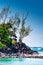 Shrub overlooking rocky volcano landscape