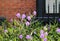 Shrub of Pastel Purple Mexican Petunia or Ruellia Simplex on Brick Wall Background