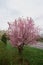 Shrub with pink inflorescences wet in the rain in a city park. Image for your creative design