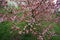 Shrub with pink inflorescences wet in the rain in a city park. Image for your creative design