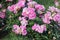 Shrub Pink Rose Tree in flower garden.