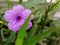 Shrub plant with bright purple golden flowers