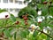 Shrub Poisonous fly agaric fruits