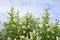 Shrub privet white blossoming spring on the sky with clouds. Landscape.