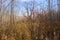 Shrub with red berries amongst a field of tall grasses and trees in autumn in minnesota