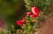 Shrub with red flat flowers