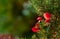 Shrub with red flat flowers