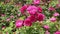 Shrub rose bright pink flowers bunch swaying in the wind