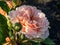 Shrub rose cultivar bred and introduced by David Austin in 1973 \\\'Charles Austin\\\' flowering with apricot