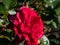 Shrub rose \\\'Deep impression\\\' flowering with large, deep red flowers with white stripes in garden in summer