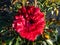 Shrub rose \\\'Deep impression\\\' flowering with large, fully double, deep red flowers