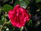 Shrub rose \\\'Deep impression\\\' flowering with large, fully double, deep red flowers with white stripes