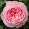 Shrub rose `Eden rose 85`, Rosa