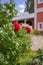 Shrub roses, scarlet rose buds