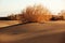 Shrub Saxaul (Haloxylon) in sand desert