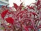 shrub in spring with red leaves
, Red rubin